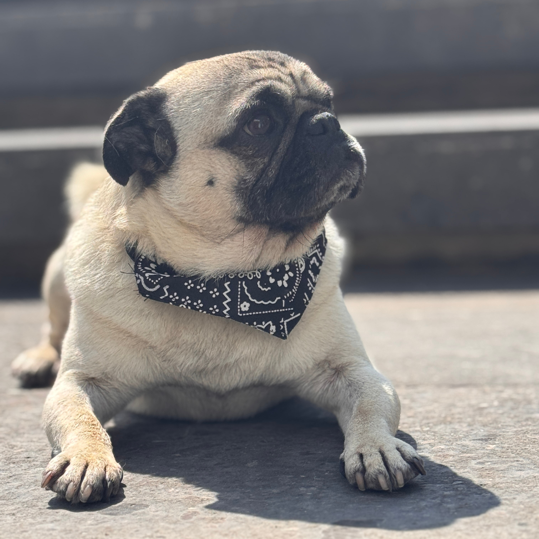 Con broche ajustable