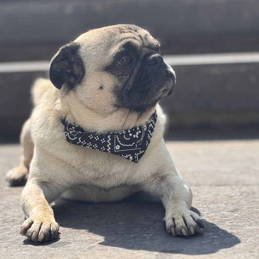 Bandana