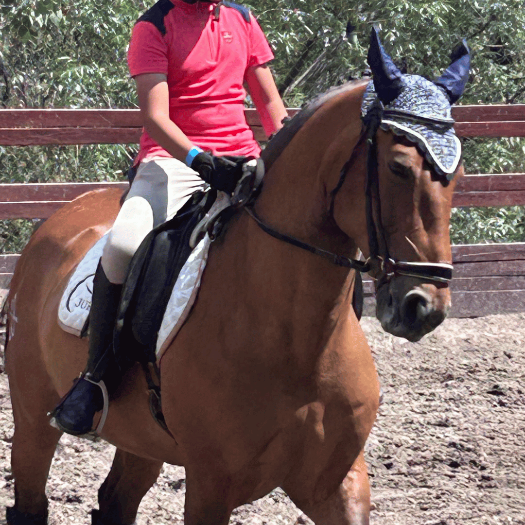 Accesorios para caballo
